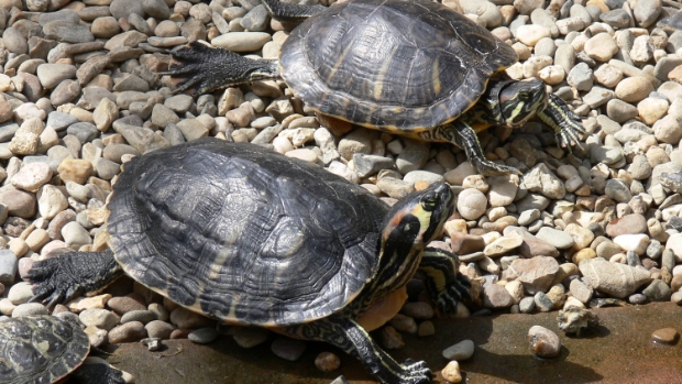 Vrouw verzorgt schildpadden onvoldoende