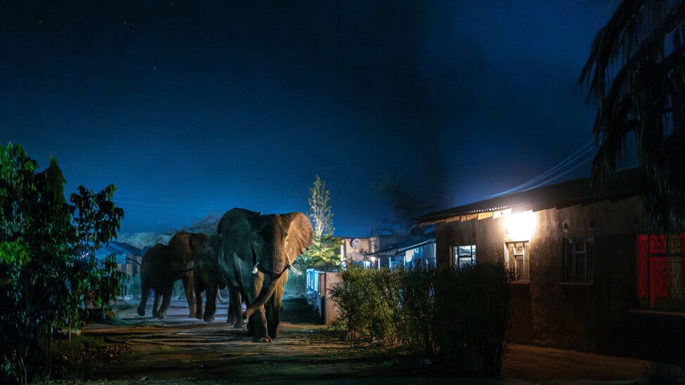 's Avonds trekt een groep mannelijke olifanten door de straten van Livingstone, waardoor een avondklok is ingesteld om conflicten tussen mens en dier te verminderen, aangezien de olifanten op zoek zijn naar voedsel als gevolg van veranderingen in hun natuurlijke habitats.