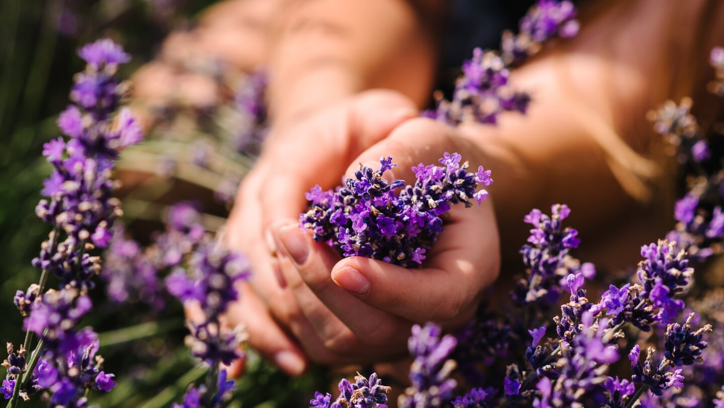 Lavendel is afkomstig uit het Middellandse zeegebied en kan goed tegen hitte én droogte.  