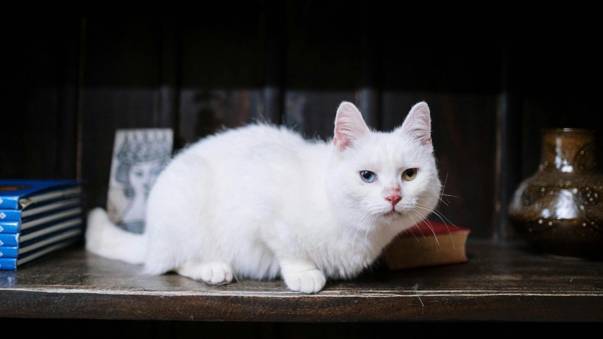 Met name witte katten zijn gevoelig voor plaveiselcelcarcinoom.