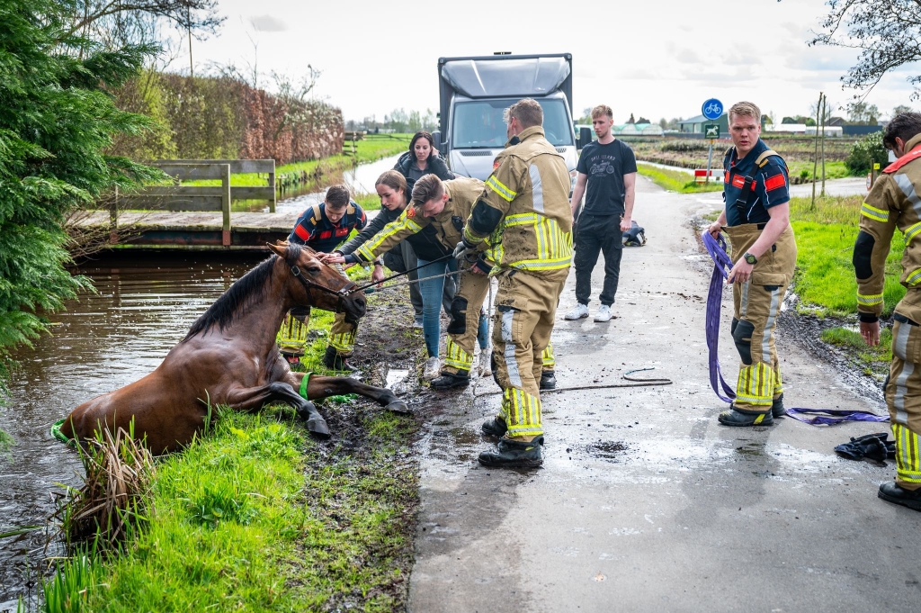Paard te water geraakt langs Compierekade in Alphen aan den Rijn