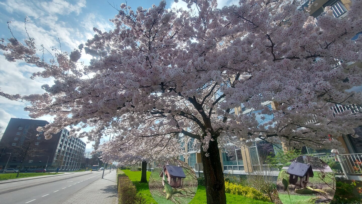 Prunusbomen stonden prachtig in bloei.