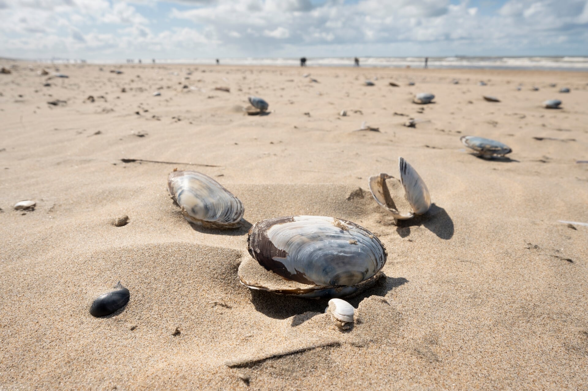 In 2023 telden vrijwilligers meer dan 34.000 schelpen op de Nederlandse stranden. 