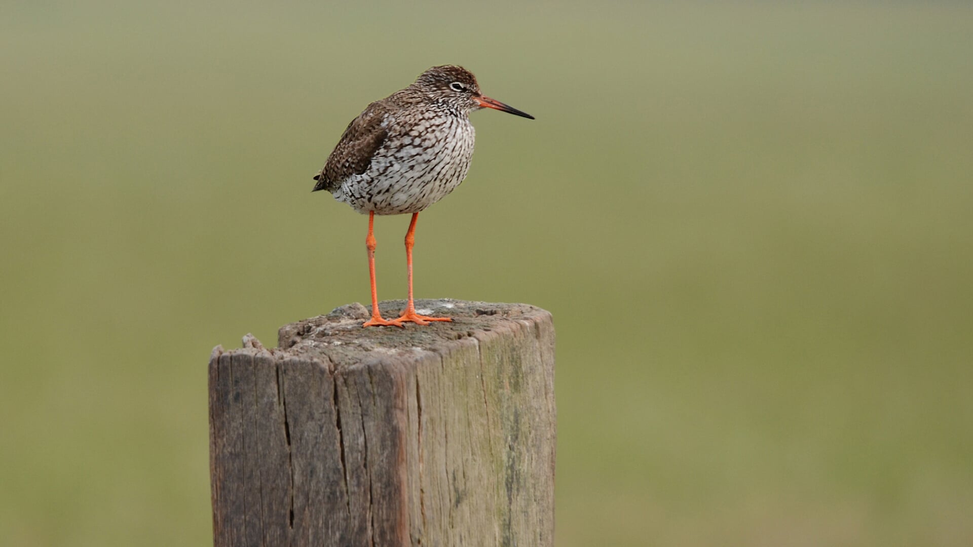 Vogels spotten tijdens de Nationale Vogelweek.