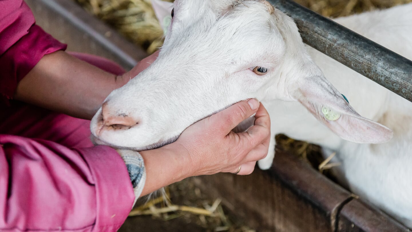 Open Boerderij ochtend bij Inloophuis Burgerbrug.