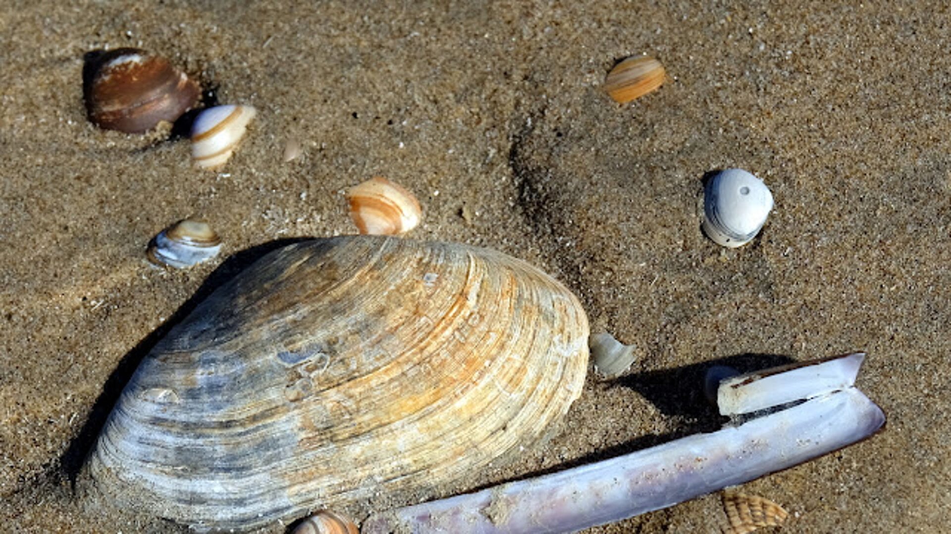 Er zijn veel verschillende schelpen te vinden op de Nederlandse stranden. 