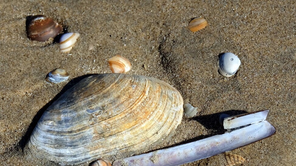 Er zijn veel verschillende schelpen te vinden op de Nederlandse stranden. 