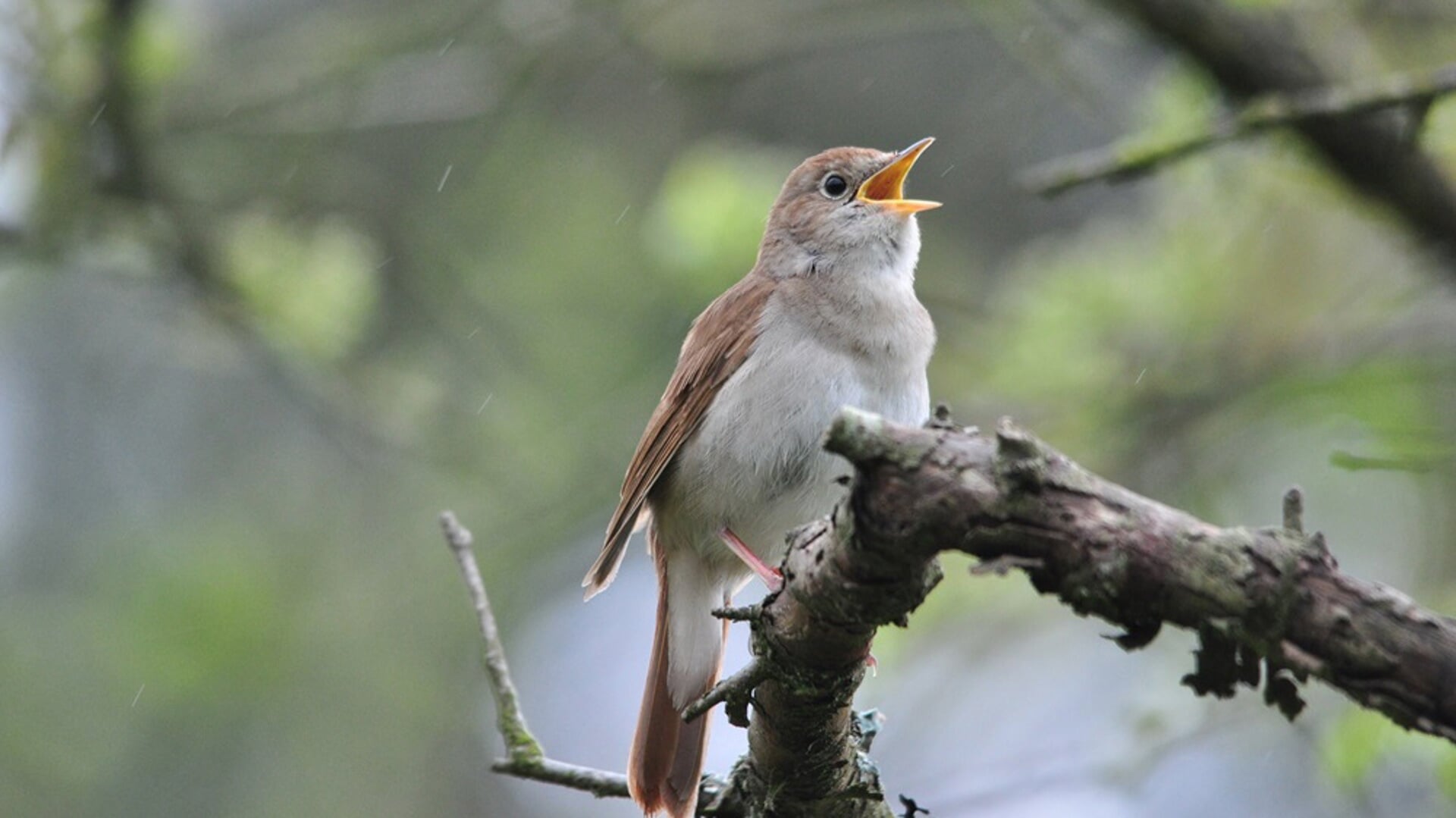 Vogels in het duingebied.