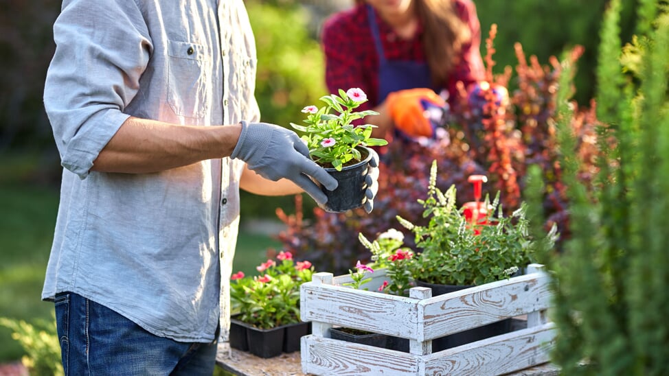 Start met het verzorgen van de tuin om van mooie bloeiende planten te genieten!