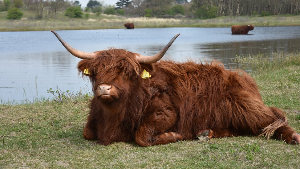 Schotse Hooglander op de Westert