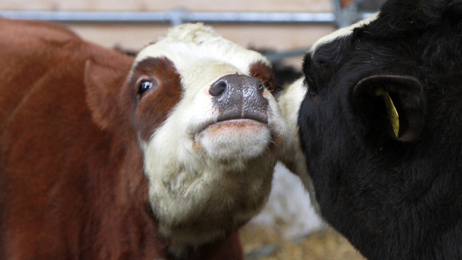 Bezoekers van het Rundveemuseum kunnen beter leren communiceren met de koeien.