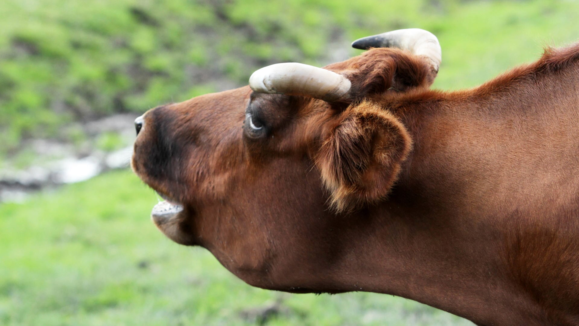 Koeien communiceren met elkaar en met mensen die ze herkennen.