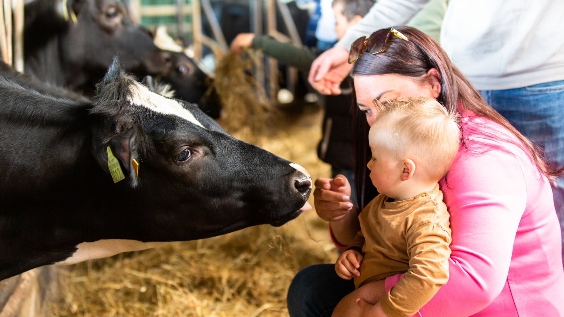 Zeventig melkveebedrijven verspreid door heel Nederland openen hun erf voor publiek.