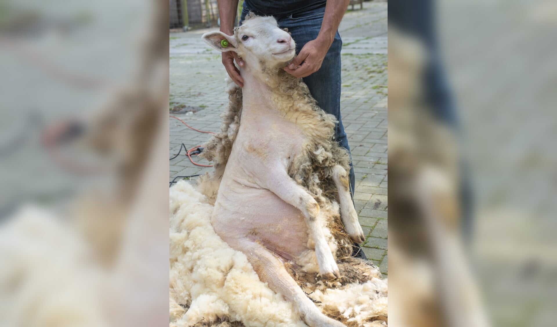 Het schapenscheerfeest wordt 12 mei georganiseerd bij Hertenkamp Enkhuizen.