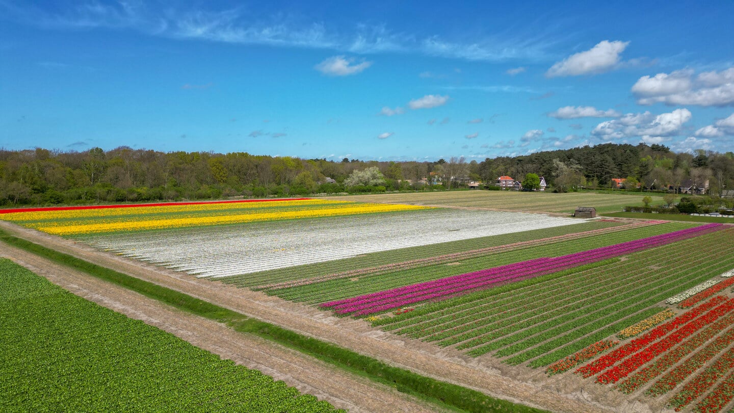 De komende week zullen ook de andere tulpen uitkomen en het landschap nog meer opfleuren.