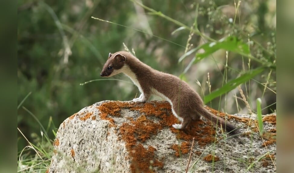 Foto van een hermelijn ter illustratie.