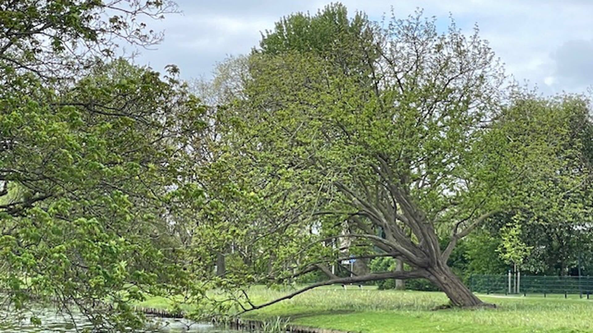 Bomen staan centraal in de maand mei.