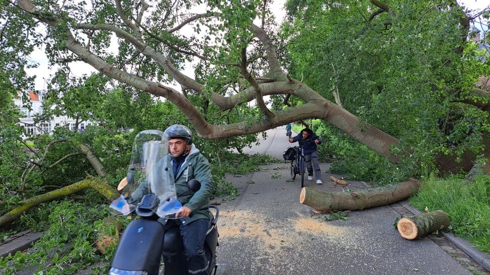 Inventieve weggebruikers proberen met hun fietsen en scooters onder de boom door te manoeuvreren. 
