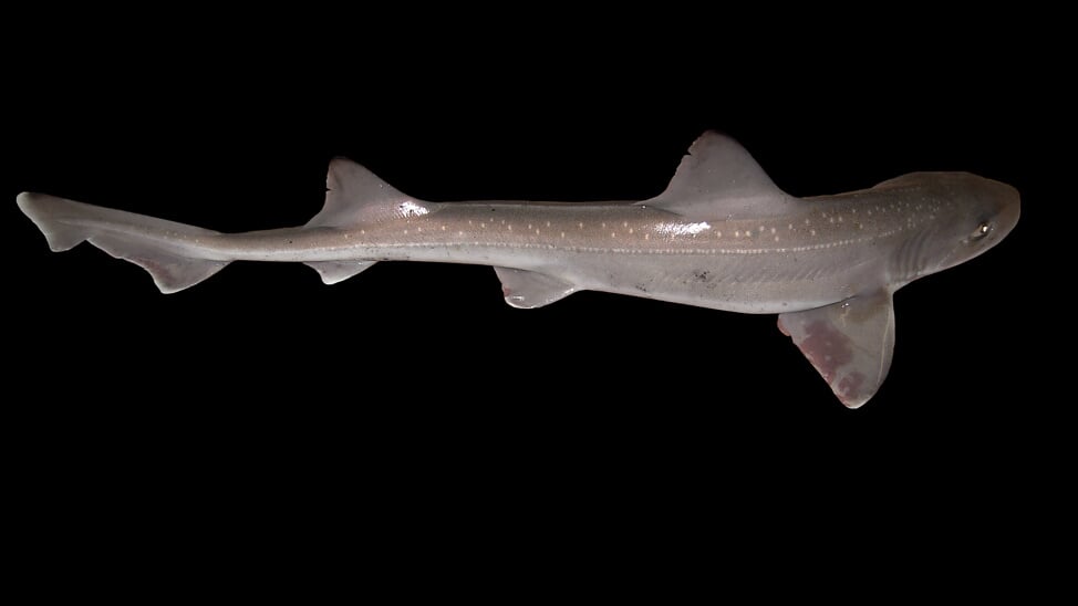 De gevlekte gladde haai is een slanke haai. De snuit is tamelijk puntig. 