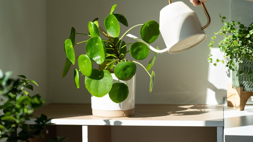 Geen groene vingers? In dit artikel ontdek je hoe je kamerplanten in leven houdt! 