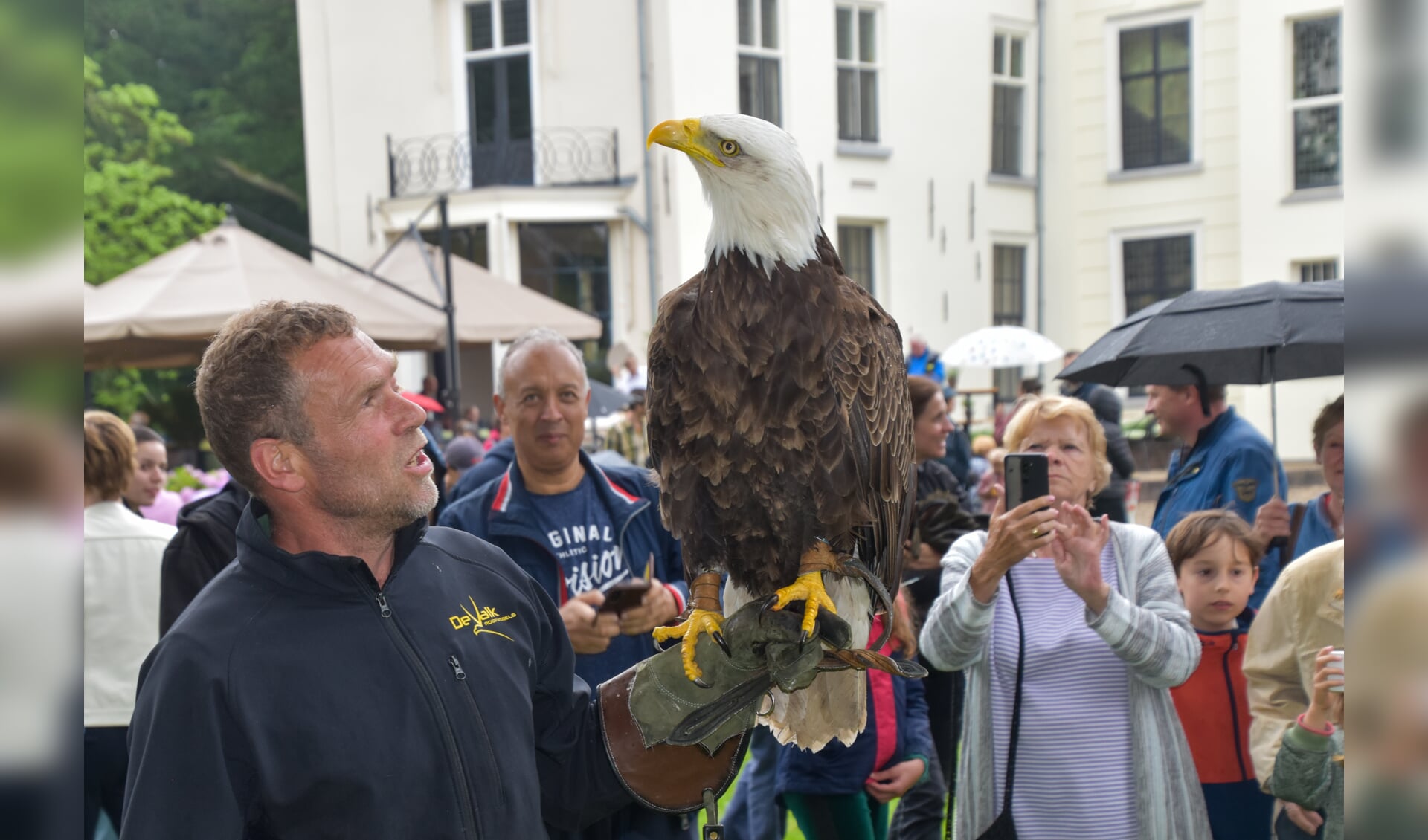Roofvogelaar Gerard van den Brink maakt een ererondje voor publiek met de imposante Amerikaanse zeearend. 