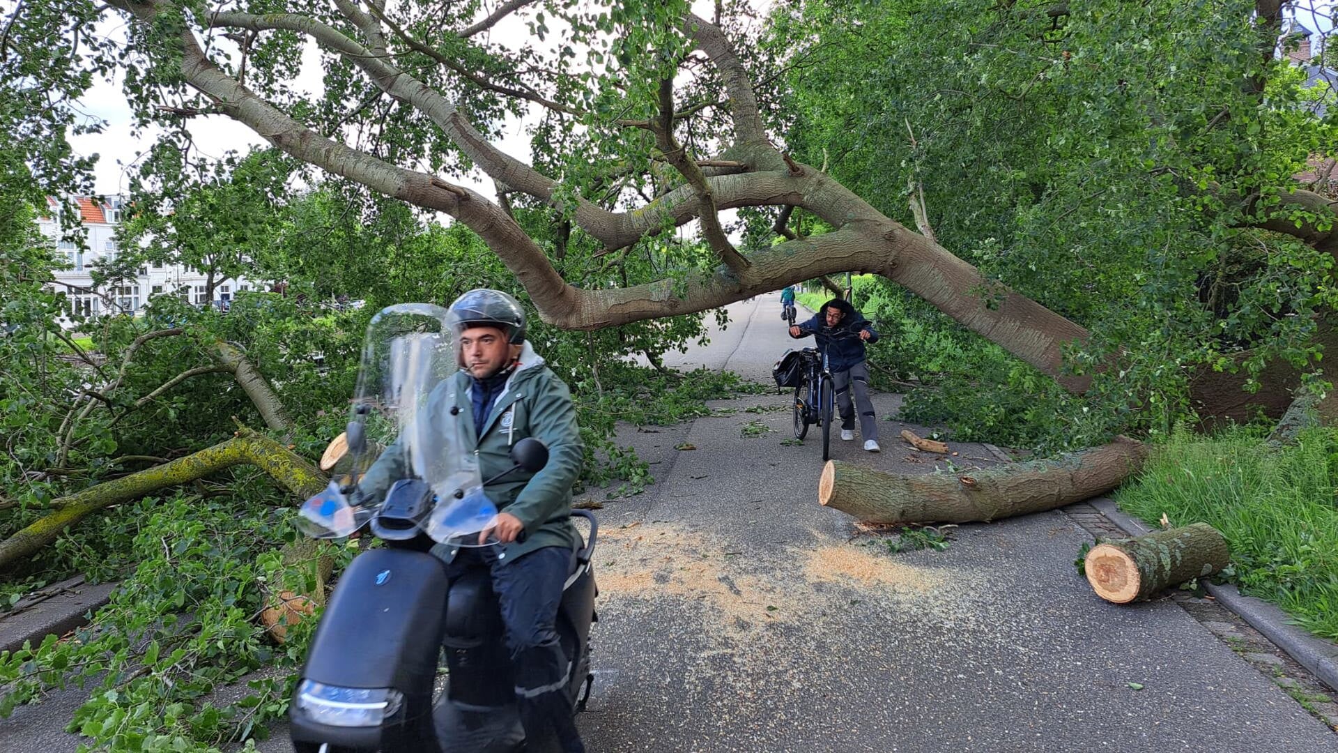 Inventieve weggebruikers proberen met hun fietsen en scooters onder de boom door te manoeuvreren.