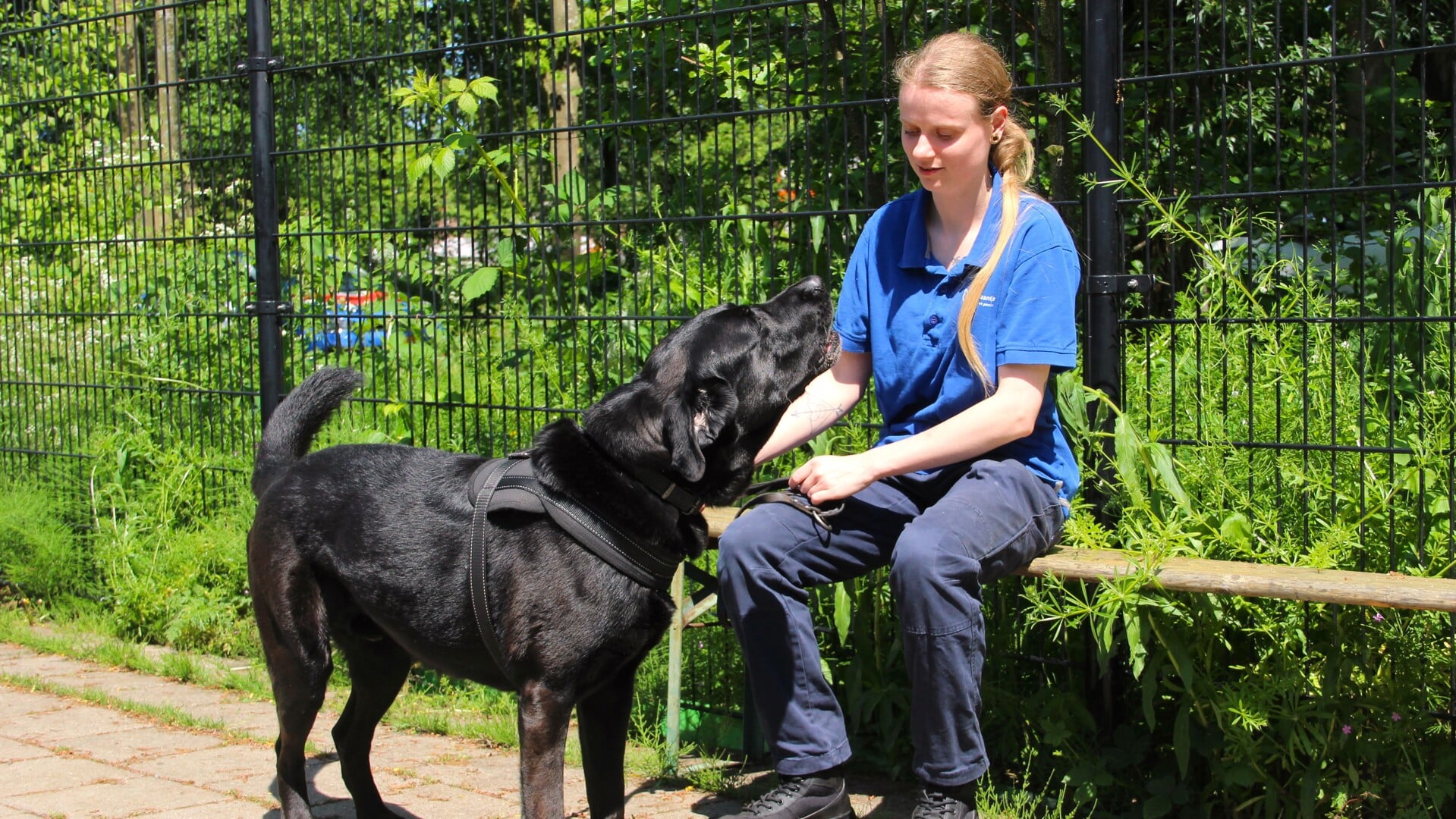Demi met Djaja, de labrador golden retriever kruising Duitse herder."Als pup is Djaja is hier geadopteerd en nu hij zes jaar is zit hij weer bij ons. Wij hopen snel een huis voor hem te vinden."