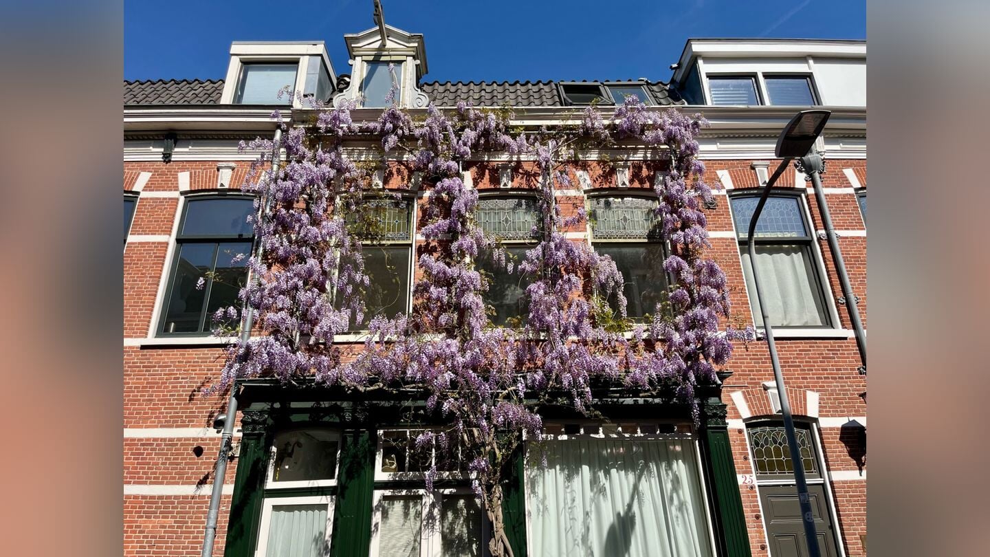 Fleurige gevel in haarlem.