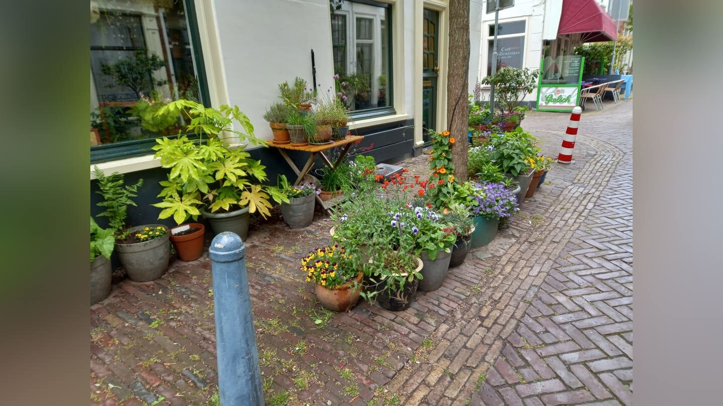 Geveltuin in Haarlem.