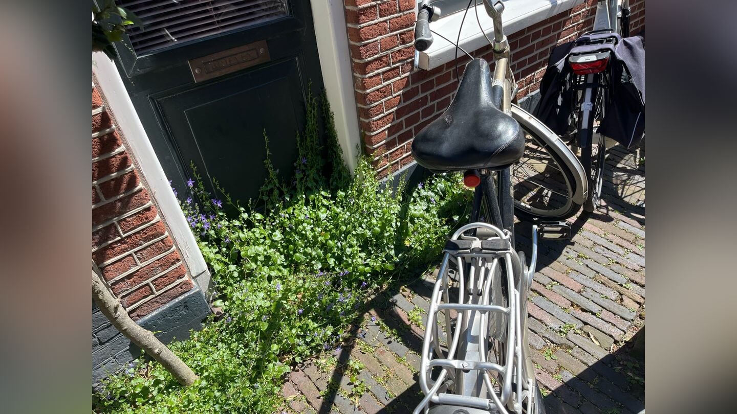 Geveltuintje tegen een deur in Haarlem.