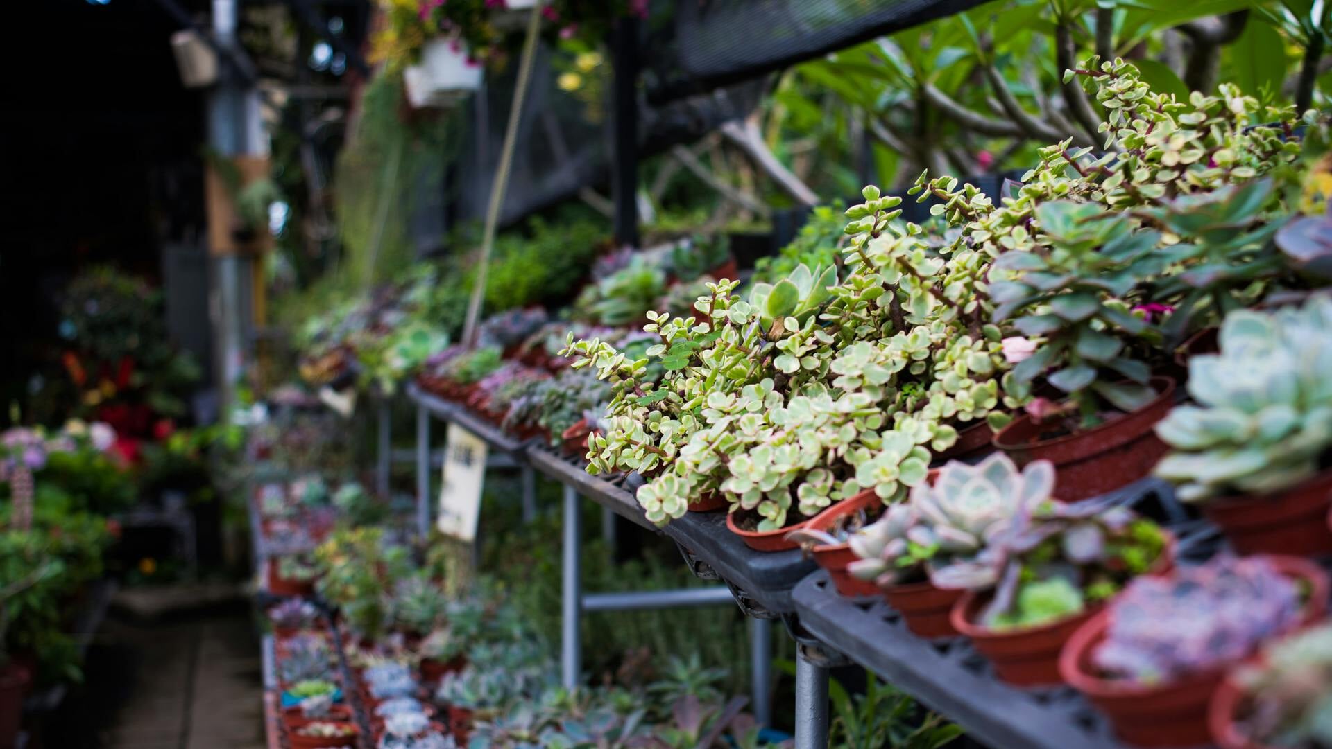 De plantjesmarkt is bedoeld als afsluiting van het renovatieproject én als moment om het contact tussen bewoners te versterken.