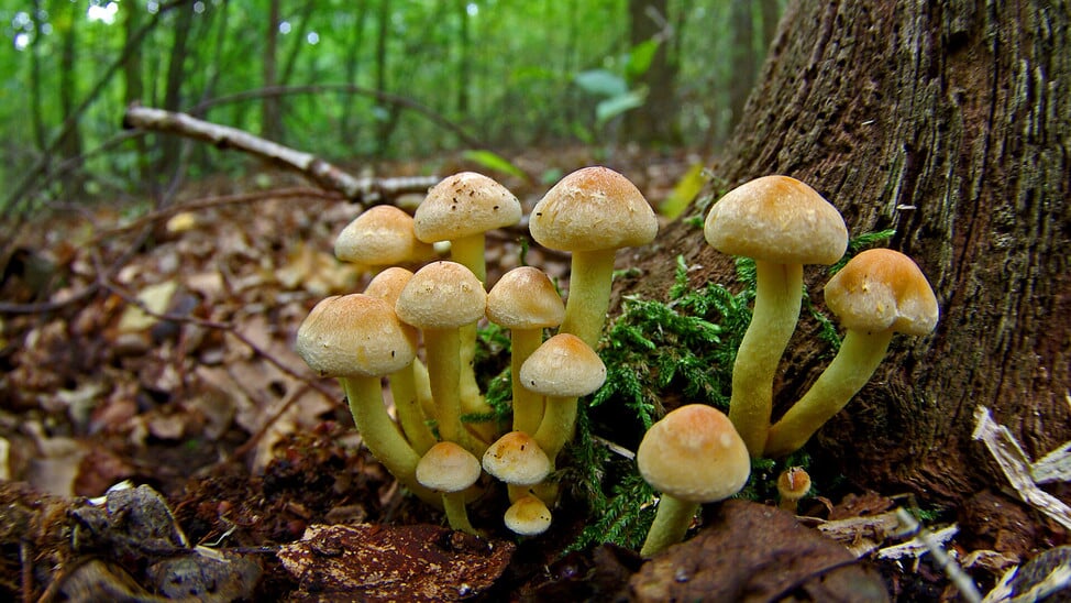 De eerste tekens van de herfst.