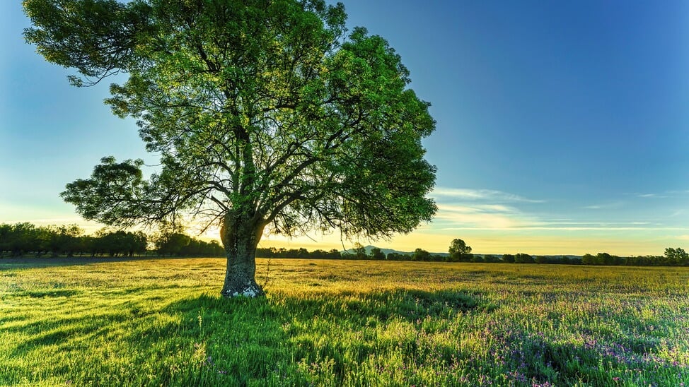 Leer anders naar de natuur kijken met natuurbelevingsspecialist Evert Jan Woudsma. 