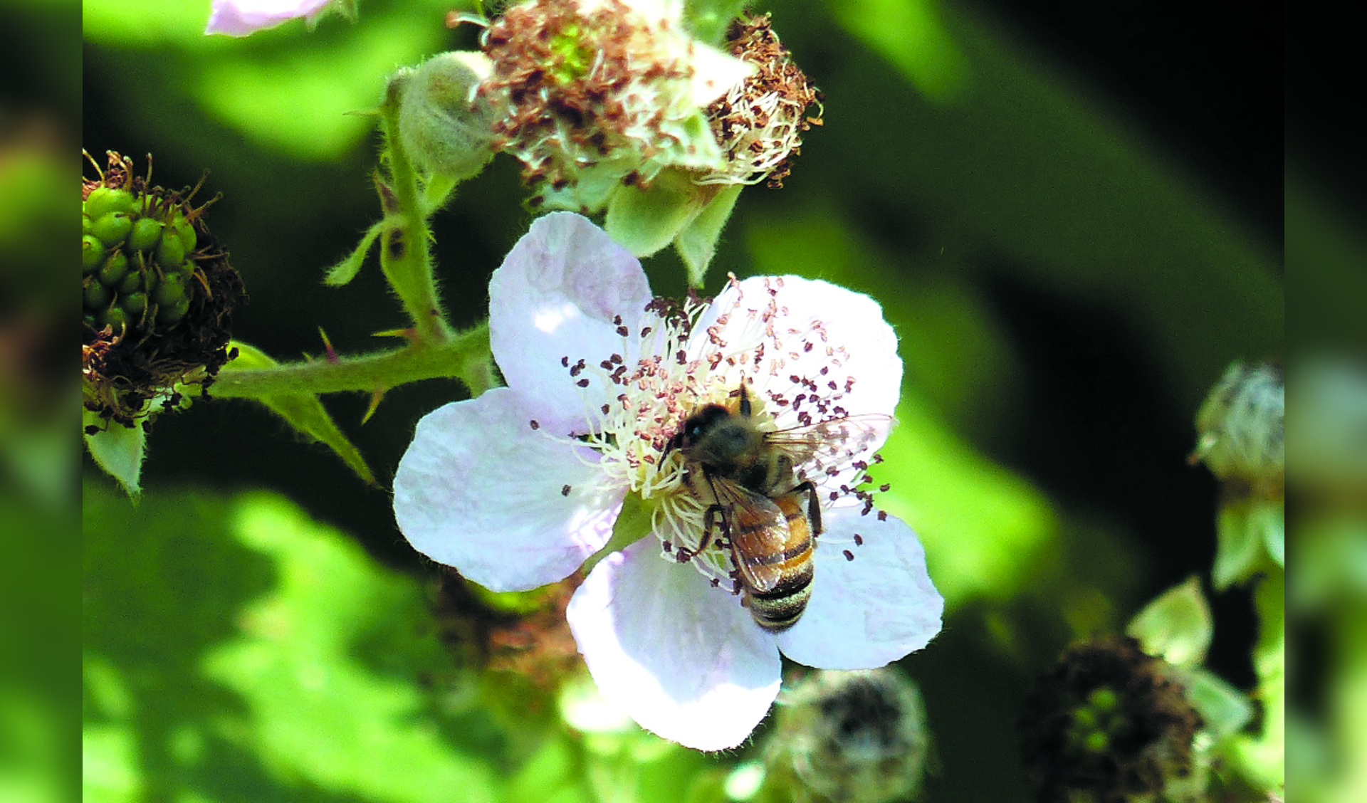 Om de bijenstand te bevorderen zijn bijenoases nodig. Sponsor mee en zorg voor een beter milieu. (Foto: Toos Brink)