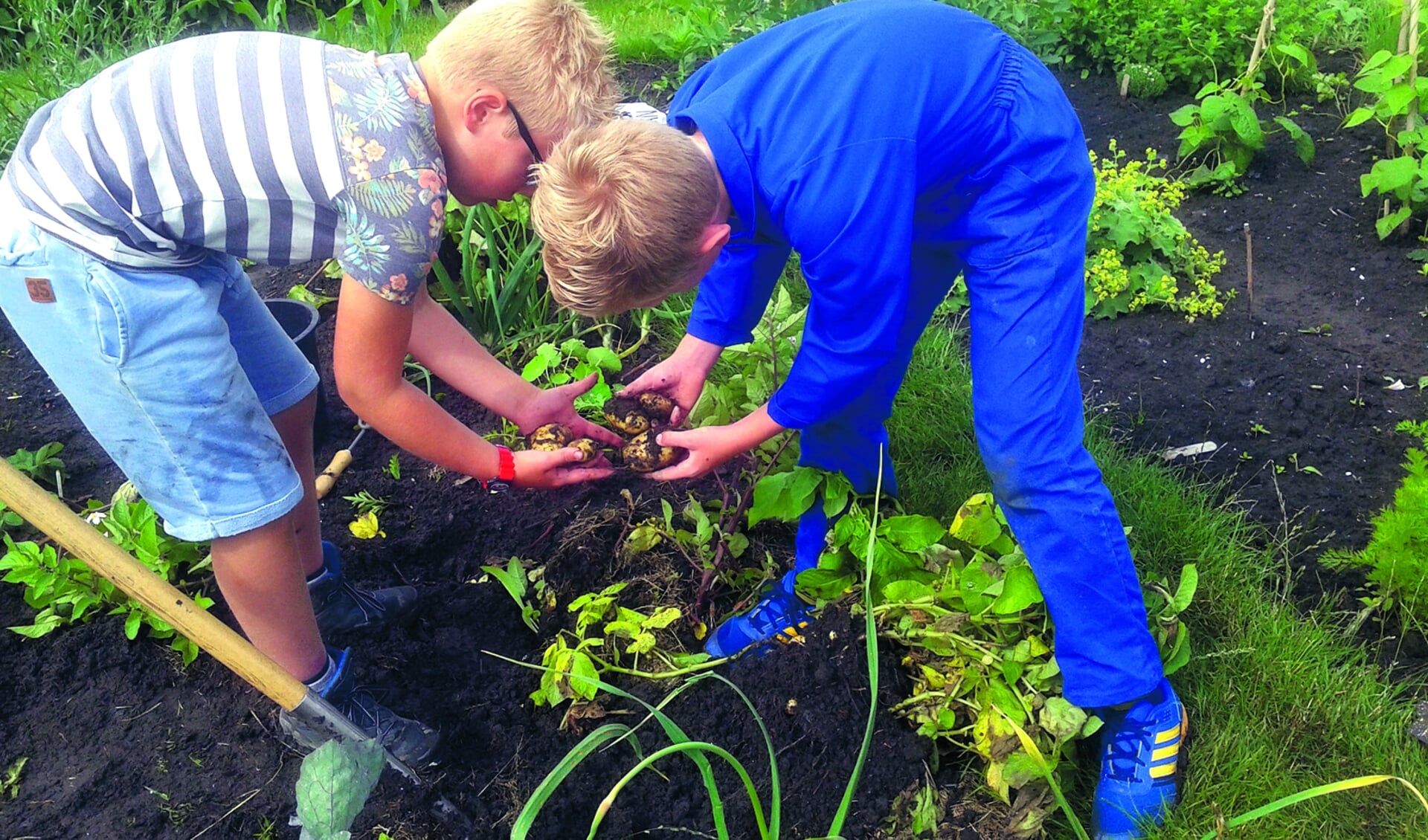 Kinderen vinden het leuk om in de grond te wroeten en te zien hoe een gewas groeit. (Foto: archief Rodi Media)
