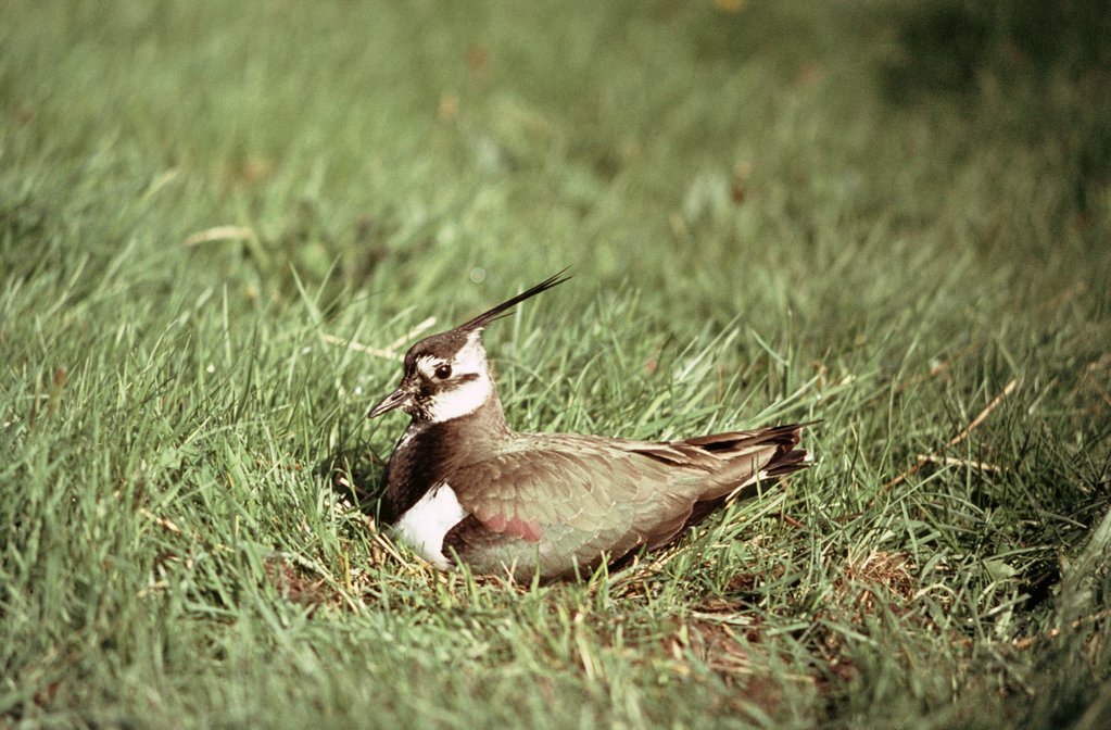Weidevogels zijn begonnen met nestelen. (foto aangeleverd)