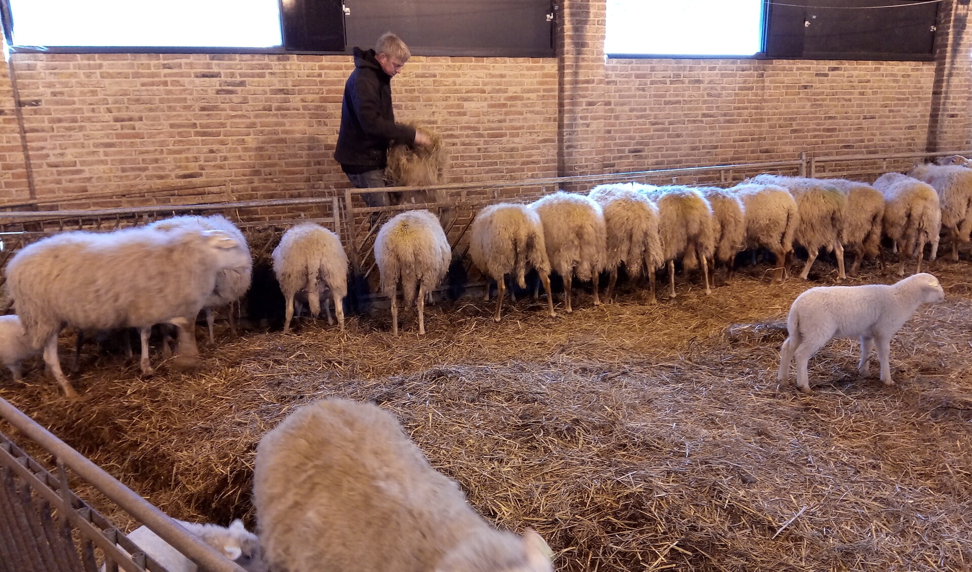 Kom kijken naar de lammetjes en hun moeder. (Foto: aangeleverd)