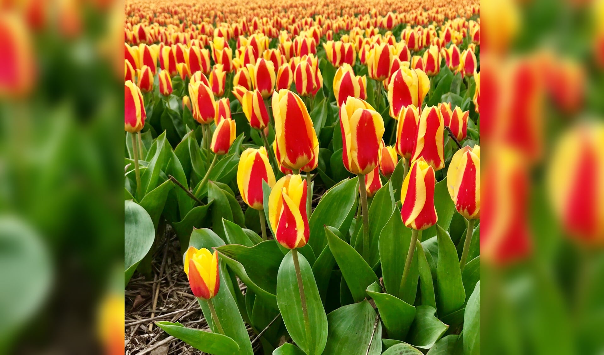 Prachtige tulpen op het bollenveld in Egmond aan den Hoef. Jos en Ada van de Pol zijn er wat trots op... (Foto: Marja Bak-Aal).