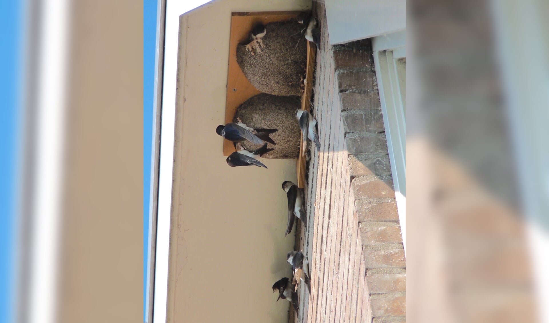 Een nest van de huiszwaluw. (Foto: aangeleverd)