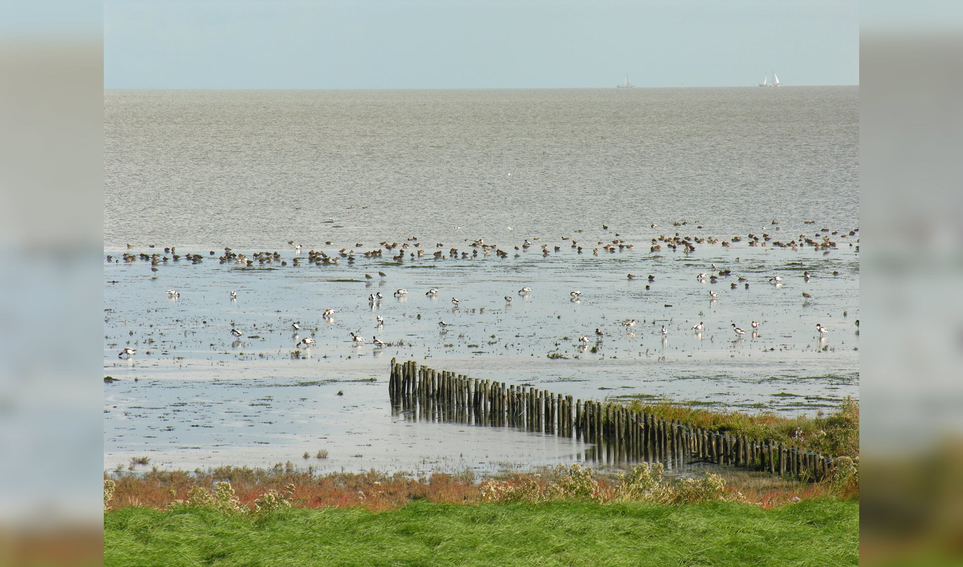 Het Balgzand vormt een ideale broedplaats voor diverse vogels. (Foto: Jan Zijp)
