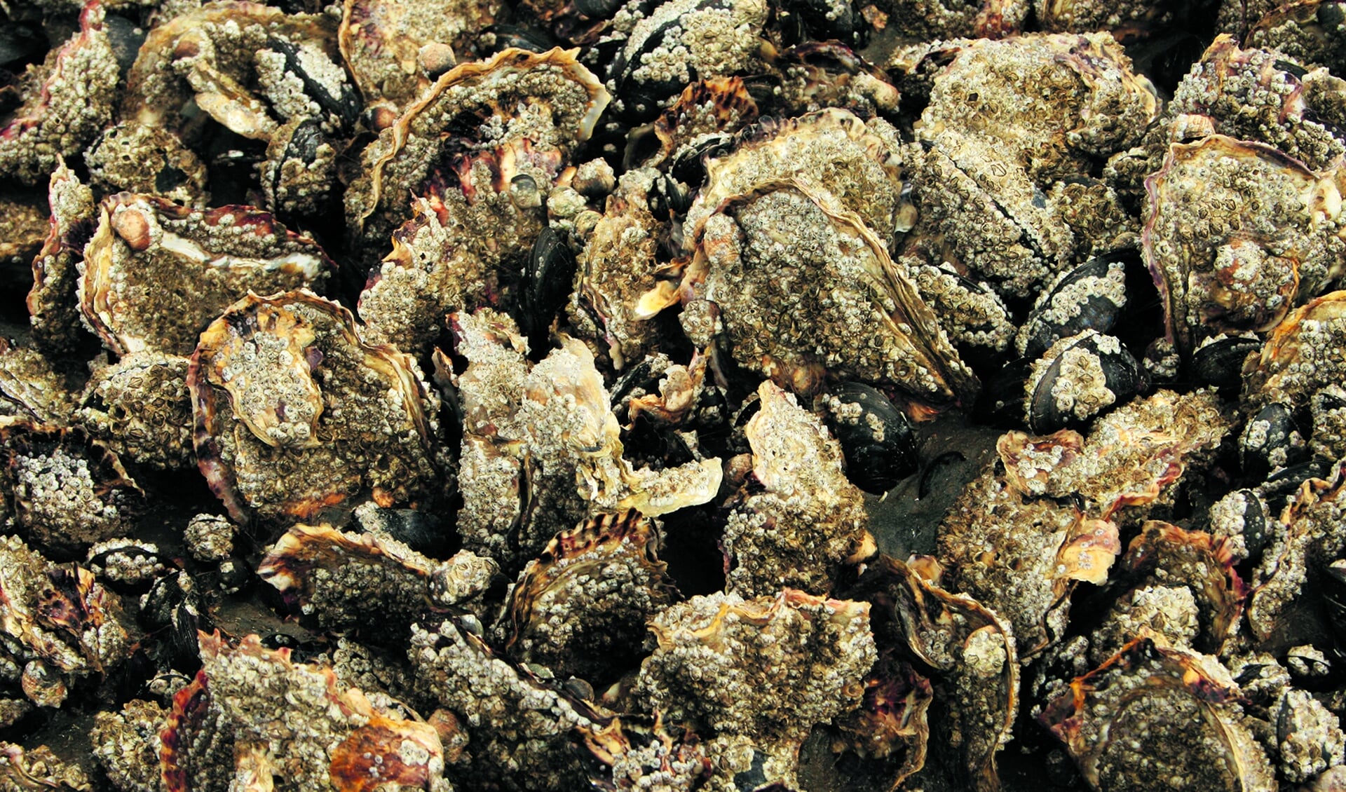 Japanse oesters met zeepokken. (Foto: Jaap Booij)