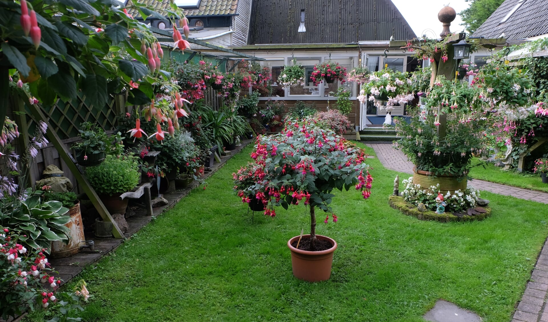 In de tuin van de familie Bijlsma in Hoogkarspel houdt Fuchsiavereniging Noord-Holland-Noord 14 en 15 juli haar fuchsiaweekend. (Foto: aangeleverd)