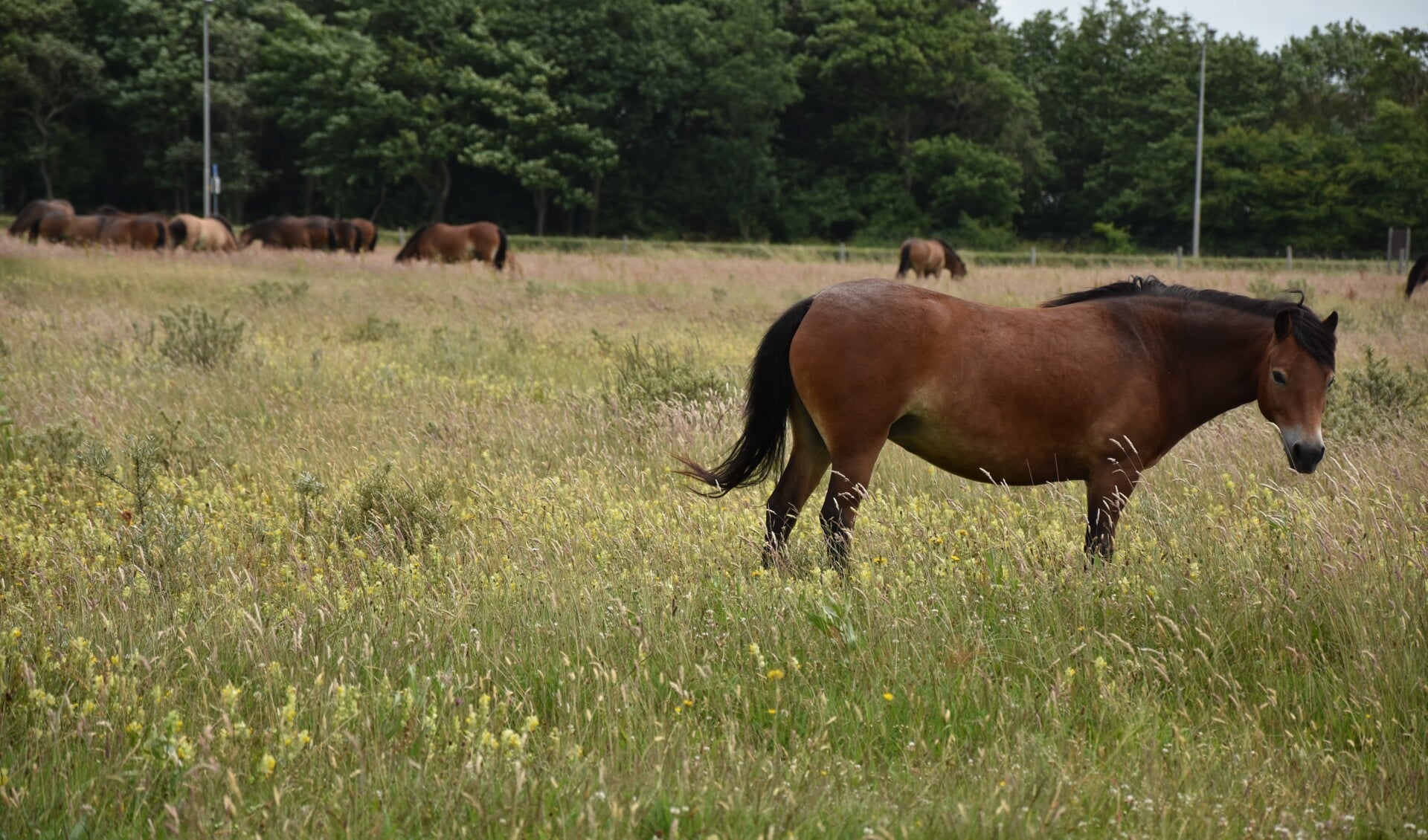 Exmoor pony’s op de Westert. (Foto Greeth Heijne).