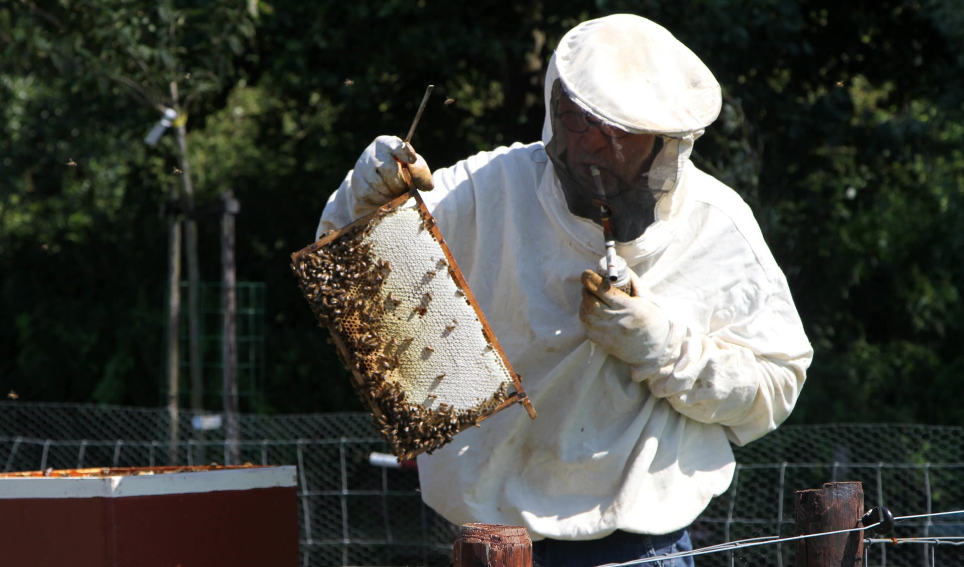 Een imker laat zien hoe eenvoudig het is om bijen te houden. (Foto: Hanneke de Boer)