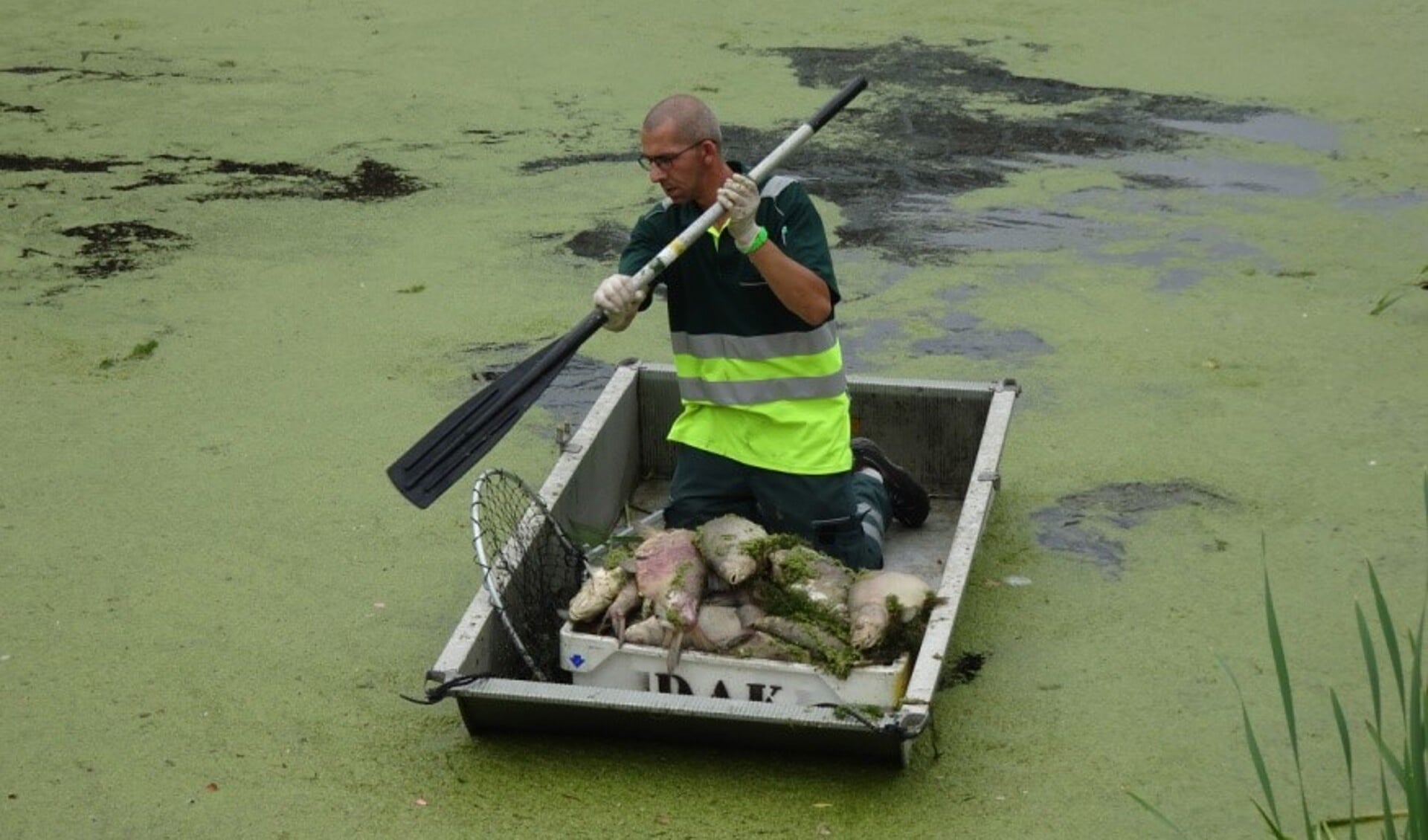 Vrijwilligers van Dierenambulance Kennemerland hebben geassisteerd bij het verwijderen van de dode vissen uit de Neksloot. (Foto: Aangeleverd)