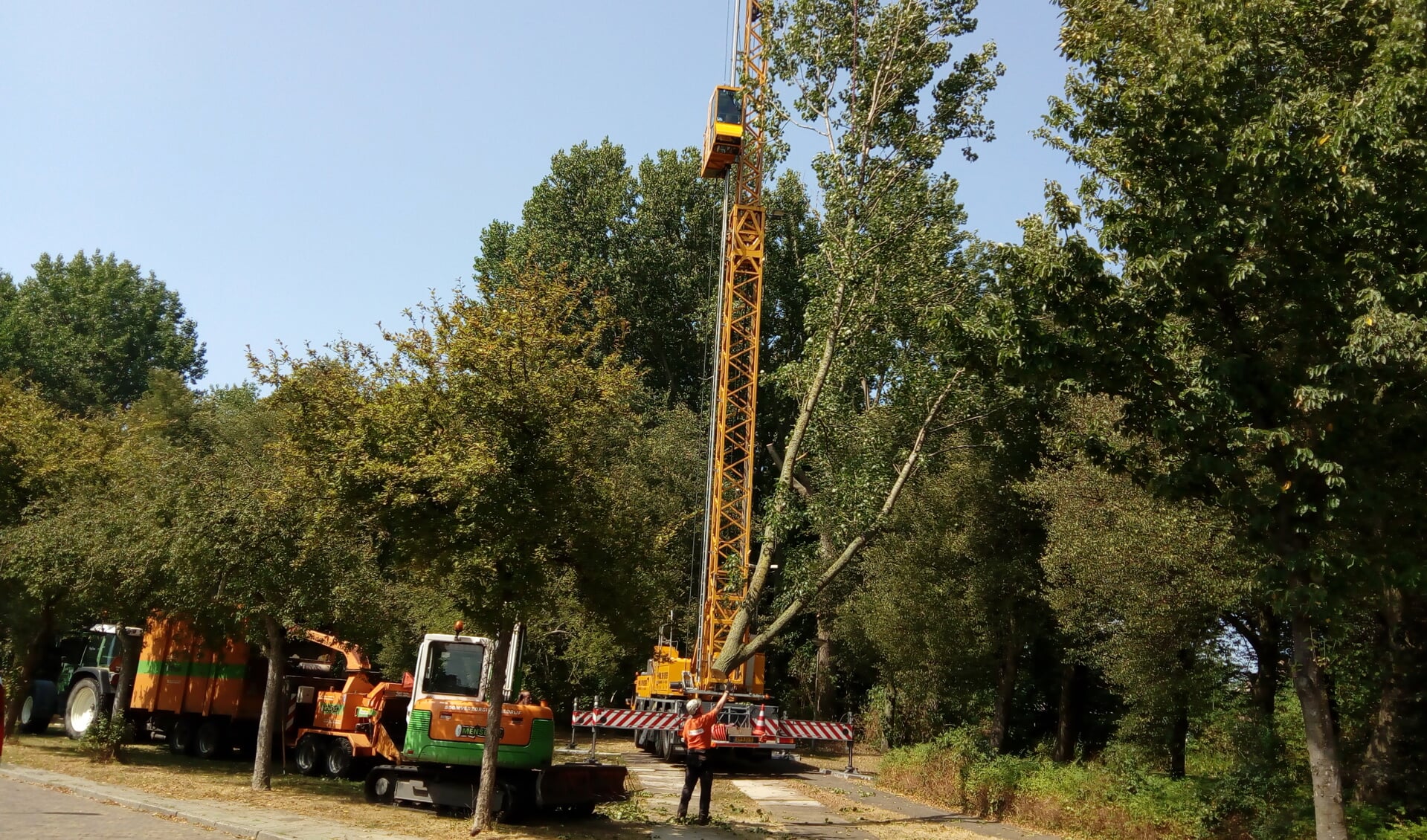 Met behulp van een grote kraanwagen werden de bomen dinsdag gesnoeid. (Foto: Bos Media Services)