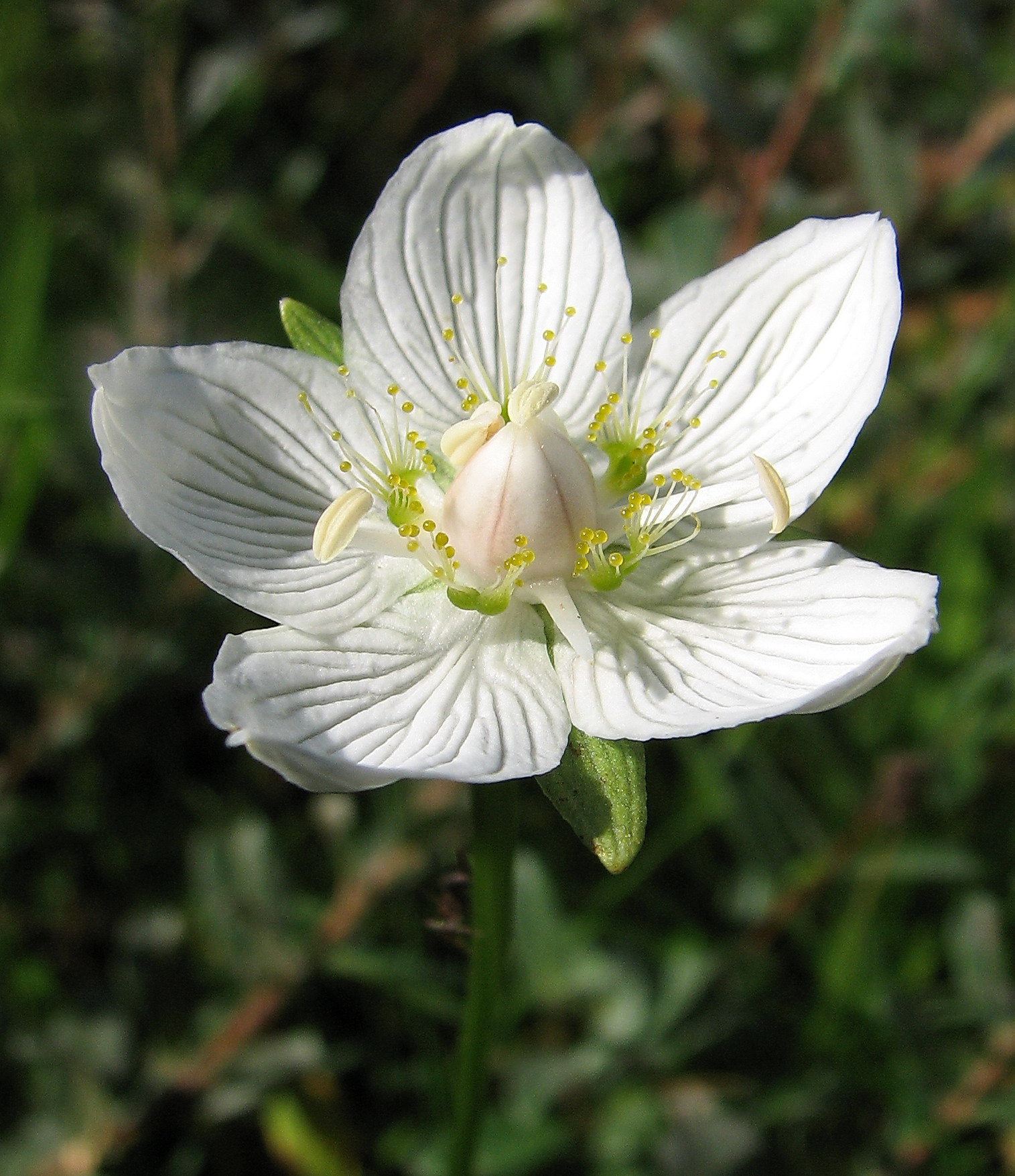 De zeldzame plant parnassia groeit alleen in de duinstreek. (Foto: Henk van Bruggen)