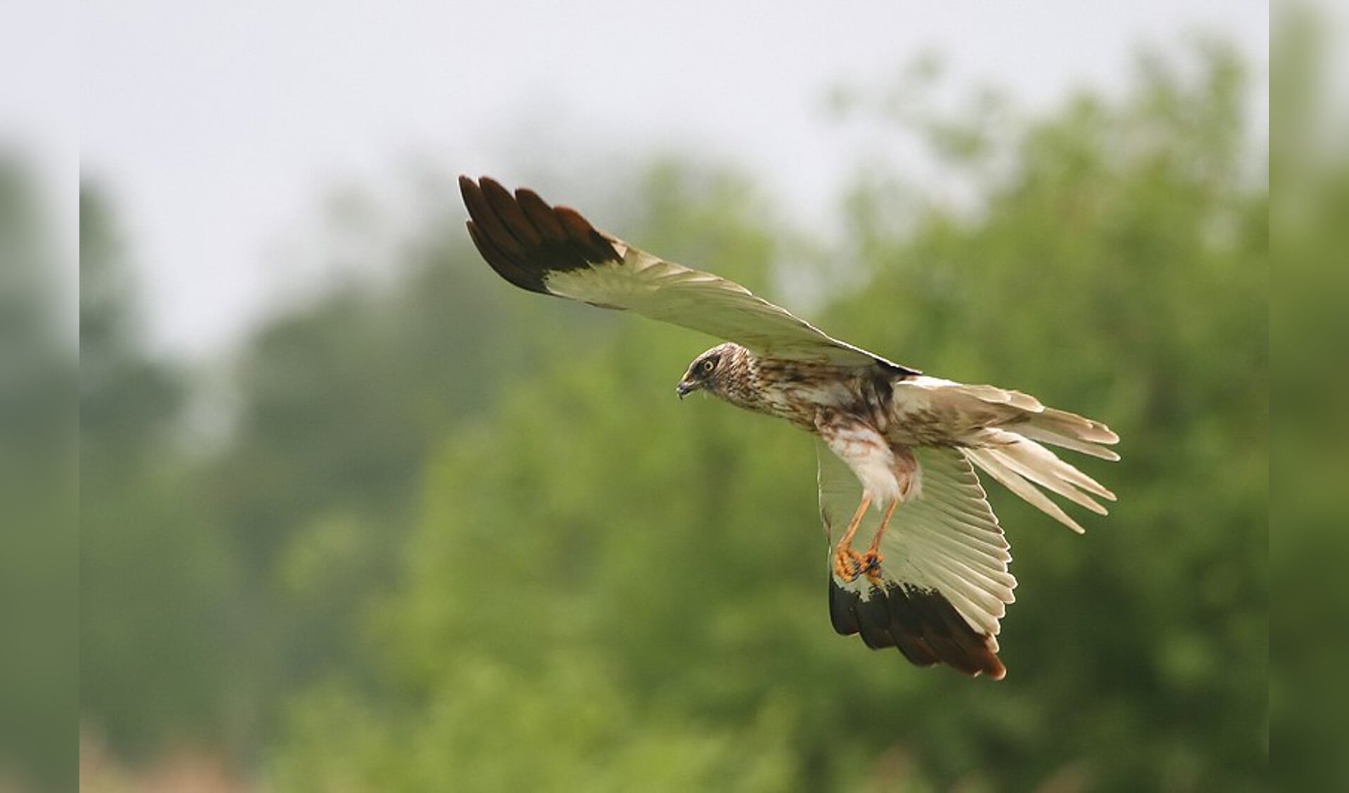 Wie aan de vaarexcursie Roofvogels meedoet, ziet misschien wel een bruine kiekendief. (Foto: Larry Kef)
