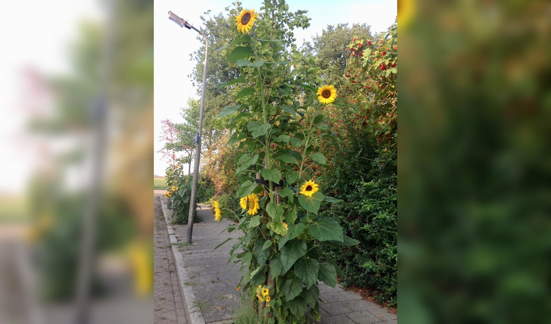 De zonnebloemen zijn naar explosieve hoogtes gegroeid. (Foto: Daniella Ernsting)
