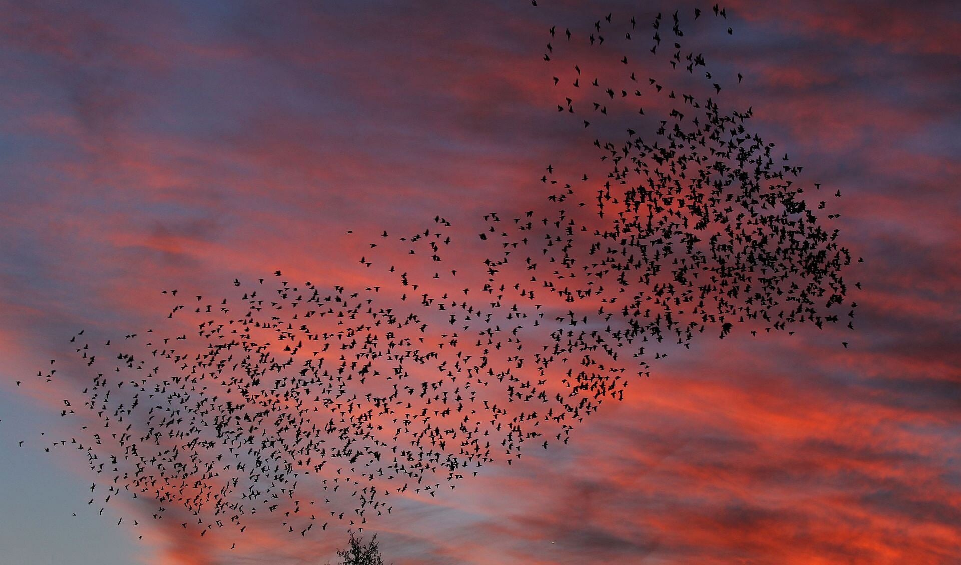 De spreeuwen vlogen van links naar rechts en van boven naar beneden. Een adembenemend gezicht. (Foto: Walter Hollenkamp)